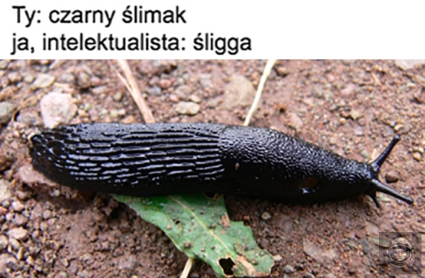 Elo