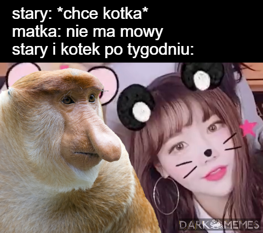 Koteczek