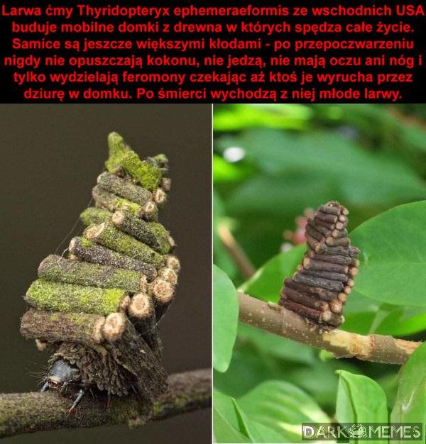 Ćma