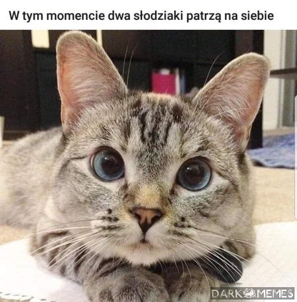 słodziak 